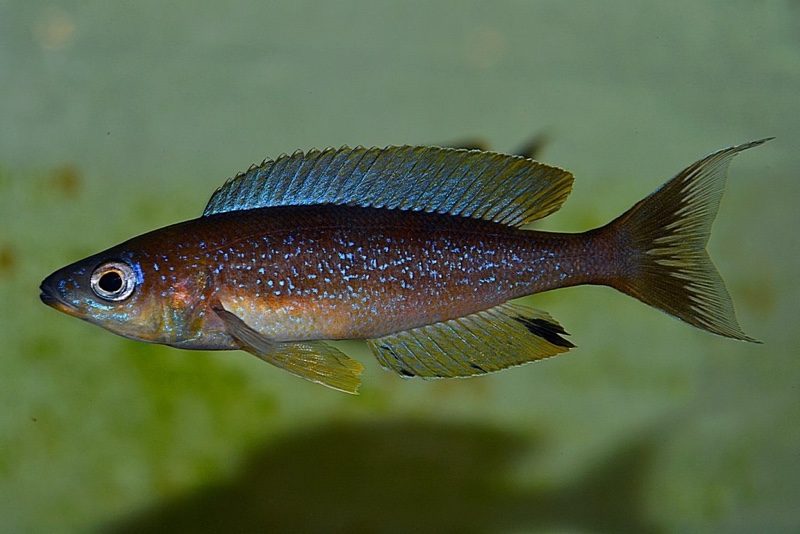 Cyprichromis microlepidotus 'Mabilibili Bay'
